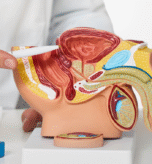 Prostatic Artery Embolisation